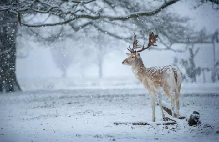 fotorax, Jevric Radojica: Fallow Deer in the Snow