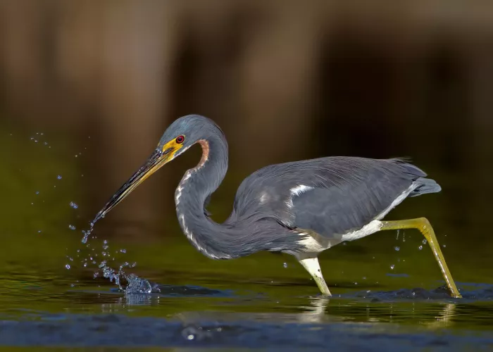 Verdon: Dreifarbenreiher beim Fischen