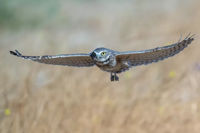 Lipinghu: Straight-line flying posture