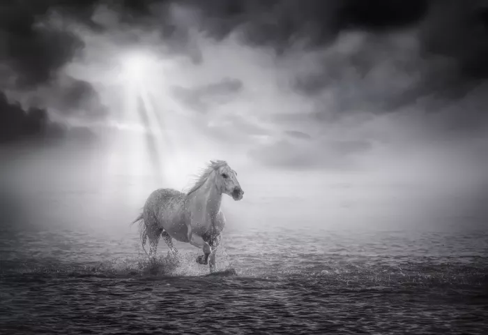 Joanaduenas: Galloping in the sea 7S7482BW