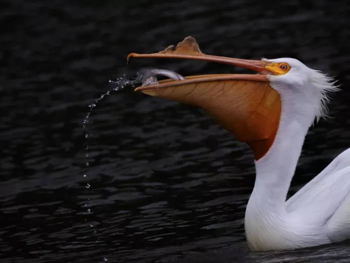 (吉星高照), Taksing: American white pelican