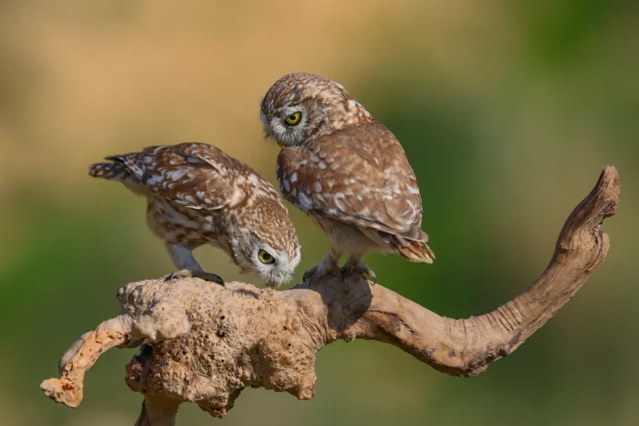 Manusevich, David: Little owls