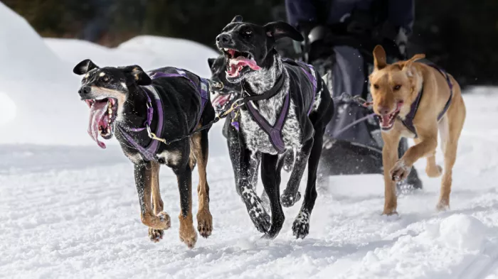 Zhou, Steven: Sled Brothers
