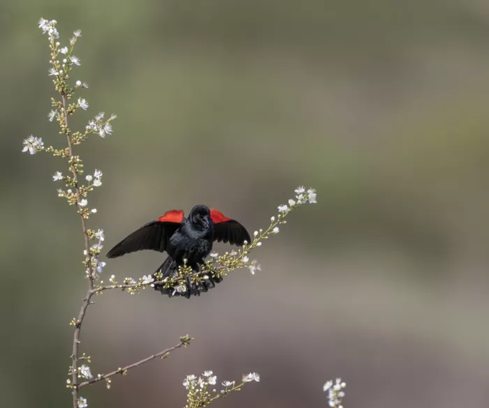 Tseng, Judy: sing a song of spring