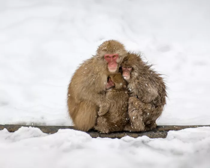 Wang, Ti: Abrazo nevado