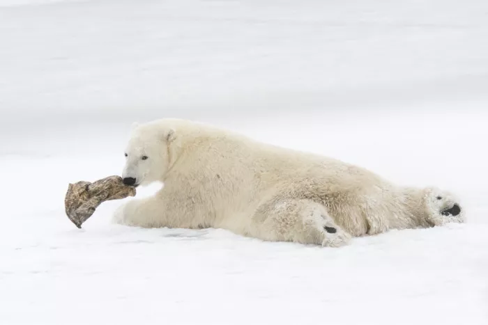 Pozzi, Marco: The game of the bear