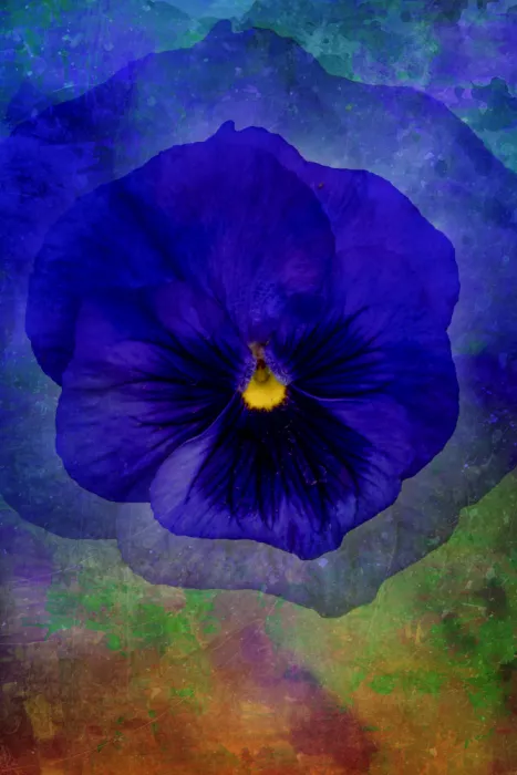 Samaddar, Nath Sailendra: Pansy