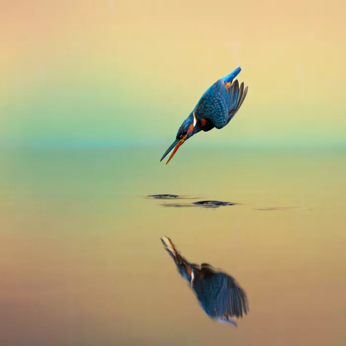 Prasad, Som: Little Blue Dives