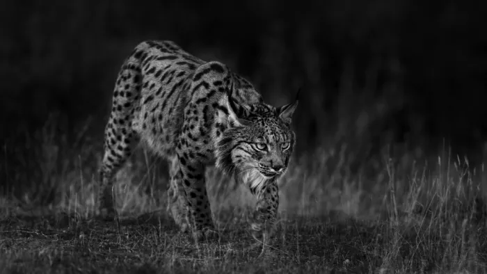 Helsen, Eddy: Iberian Lynx