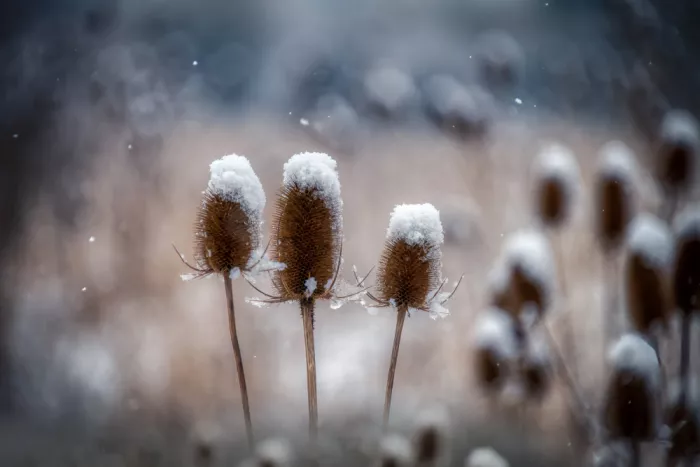Haaksma, Piet: Dipsacus