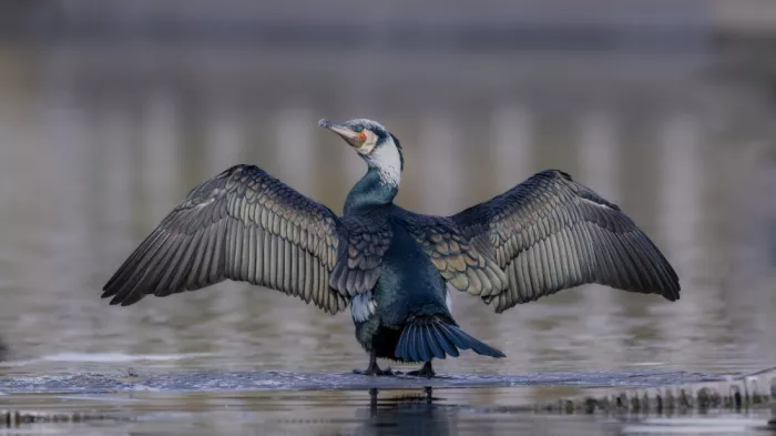 Procaccia, Itamar: Ready for mating