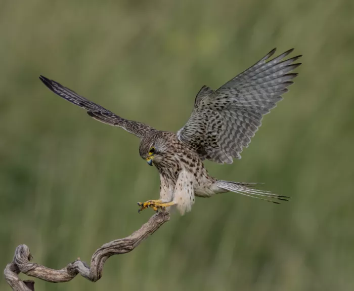 Procaccia, Itamar: Perfect landing