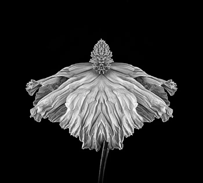 Fletcher, Barbara: Poppy in Monochrome