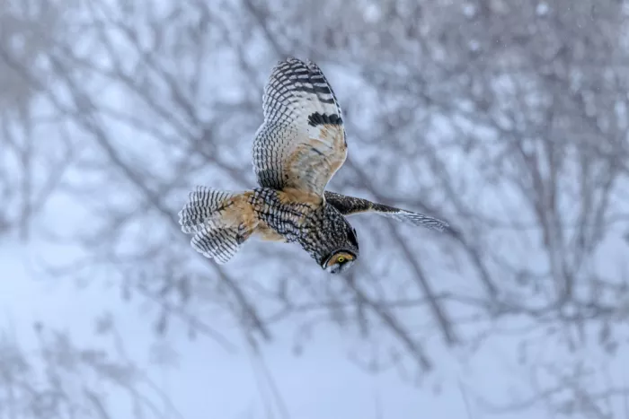 Zhou, Steven: In Flight Pursuit 3
