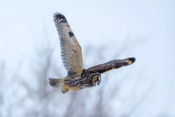 Zhou, Steven: In Flight Pursuit 4