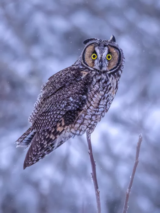 Zhou, Steven: Snowy Sentinel