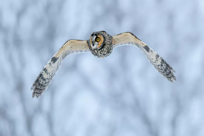 Zhou, Steven: Winter Glide