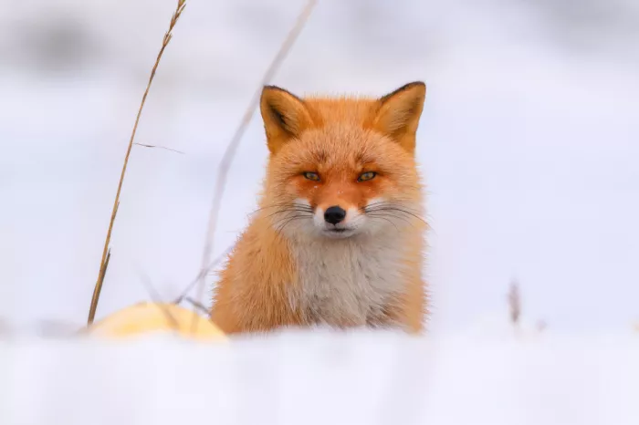 He, Mike: Red Fox