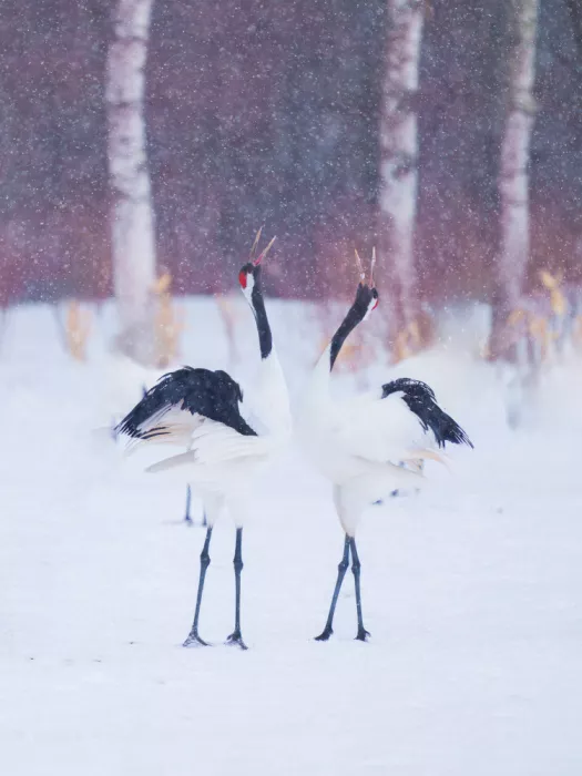 He, Mike: Red-crowned Cranes in Love
