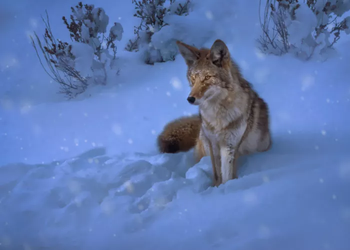 Gu, Zeren: Coyote