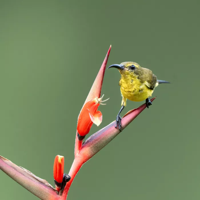WONG, LIANG TWEE: Sunbird