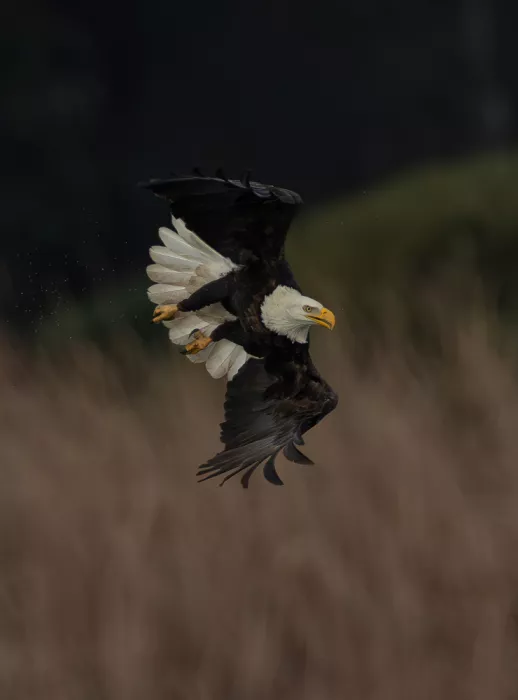 Huang, Johnson: Bale eagle