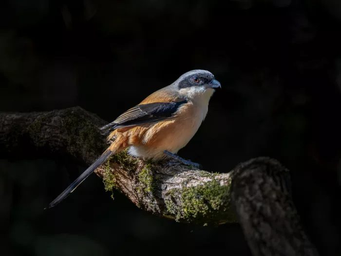 (吉星高照), Taksing: grey-backed shrike