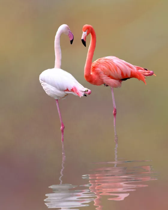 Nick, Noa: Flamingos by Noa Nick
