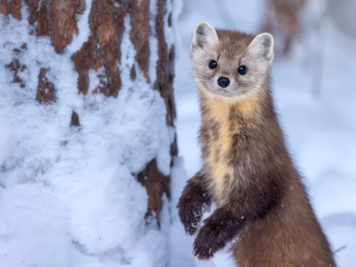 Zhou, Steven: Curious Marten in Winter