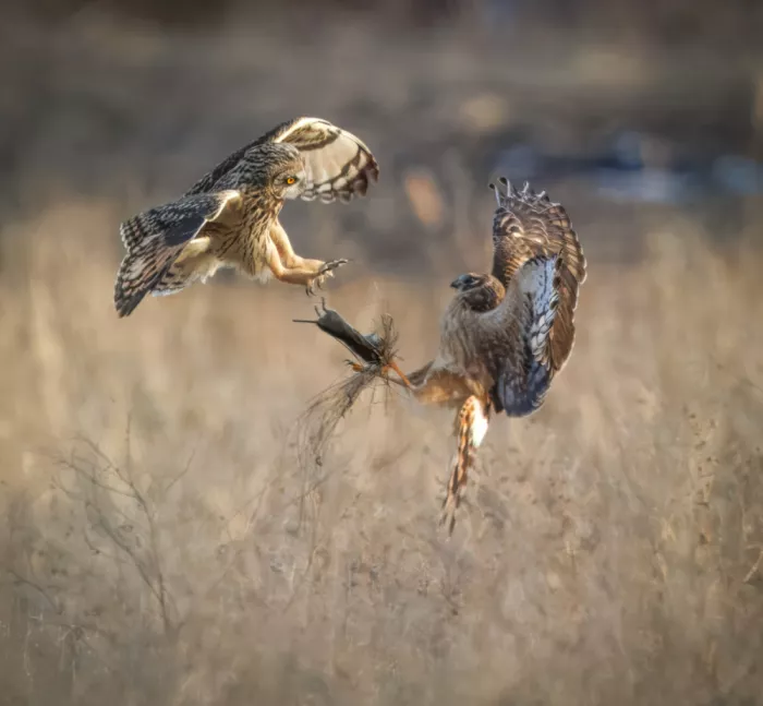 Zhu, Eugene: fight for food