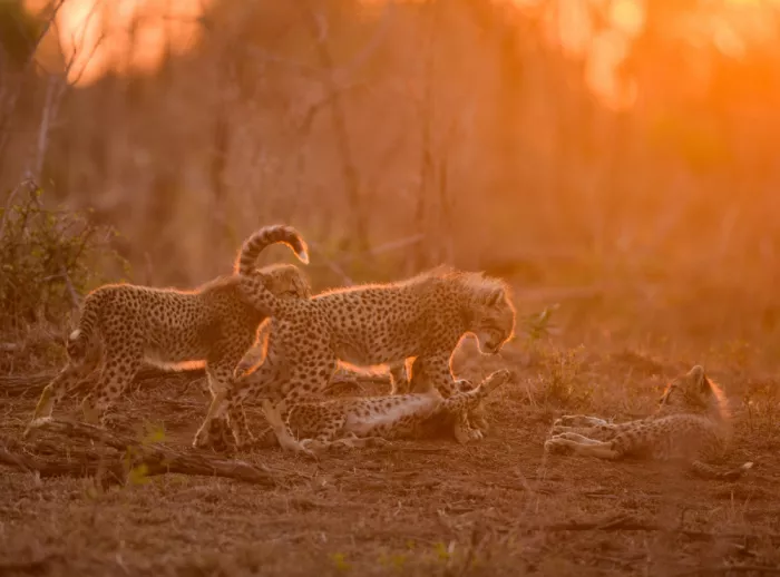 Marx, Jaco: CHEETAH SUNSET
