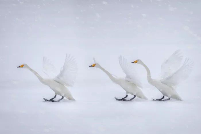 Zhao, Qing: Happy in the white world