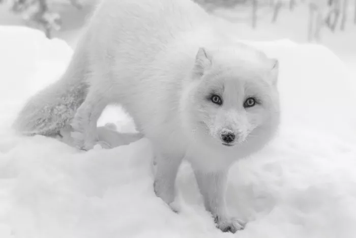 Lin, Cong: Renard arctique