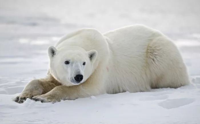 Pozzi, Marco: Bear on ice