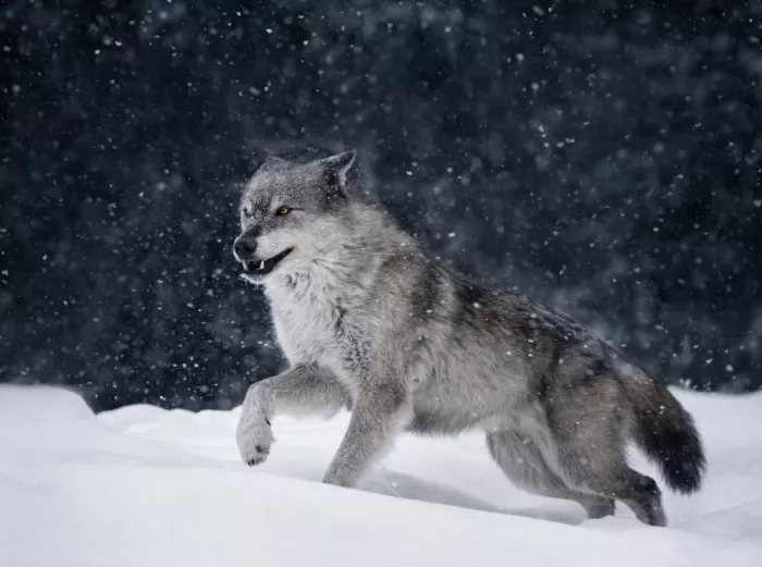 Lai, Vicki: Laufender Wolf