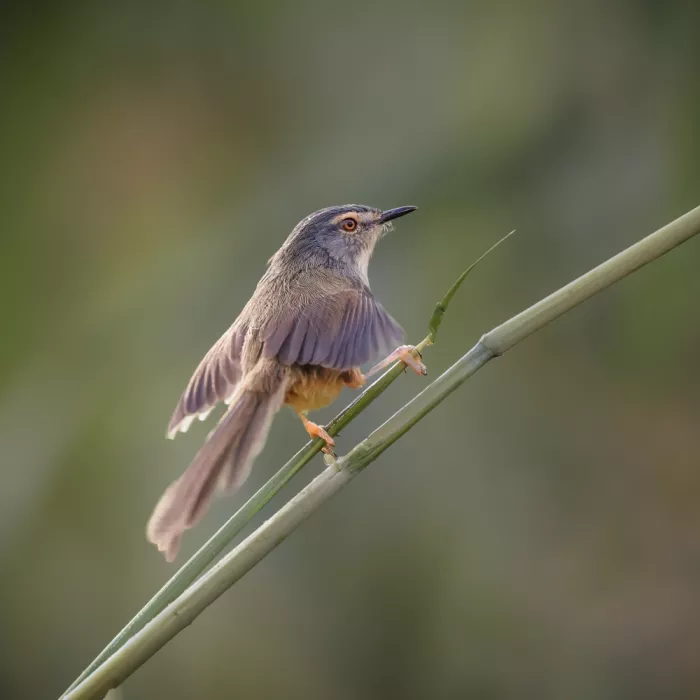 (吉星高照), Taksing: yellow-bellied prinia