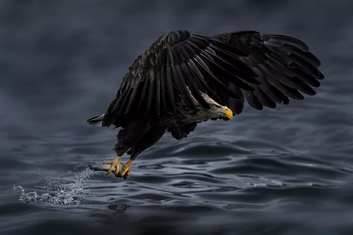 Zhao, Qing: Eagle Take Off
