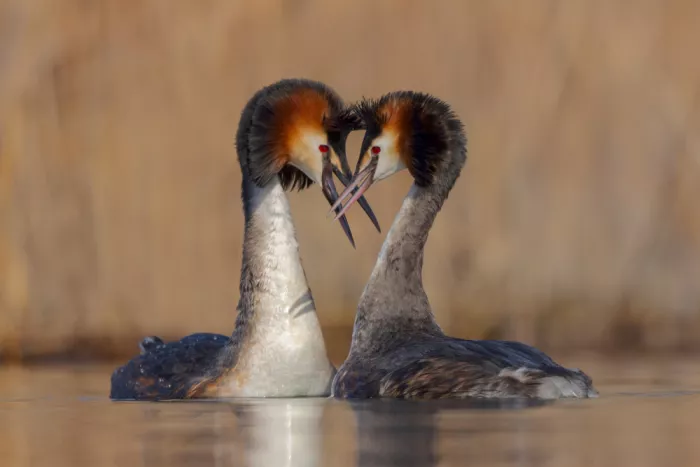 Francesco: Amoureux