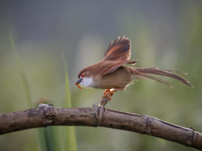(吉星高照), Taksing: yellow eyed babbler
