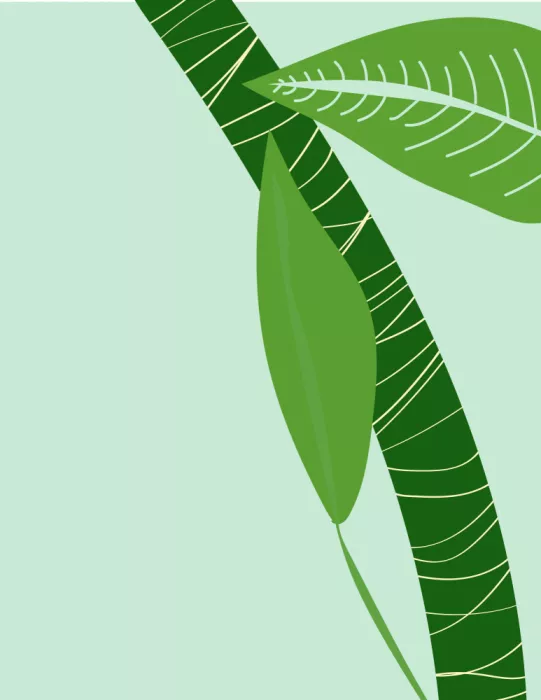 Nicholas: Green Leaves
