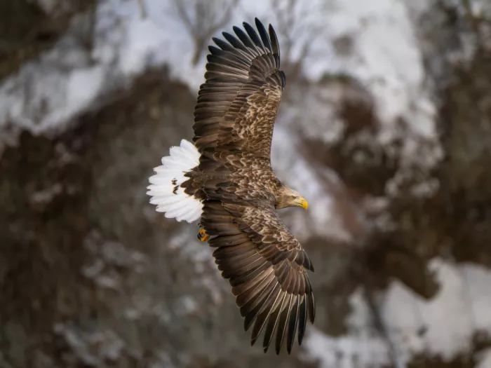KURAHASHI, YUTAKA: White-tailed Eagle