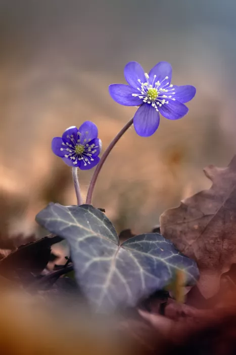 Daminelli, Fabrizio: Hepatica nobilis