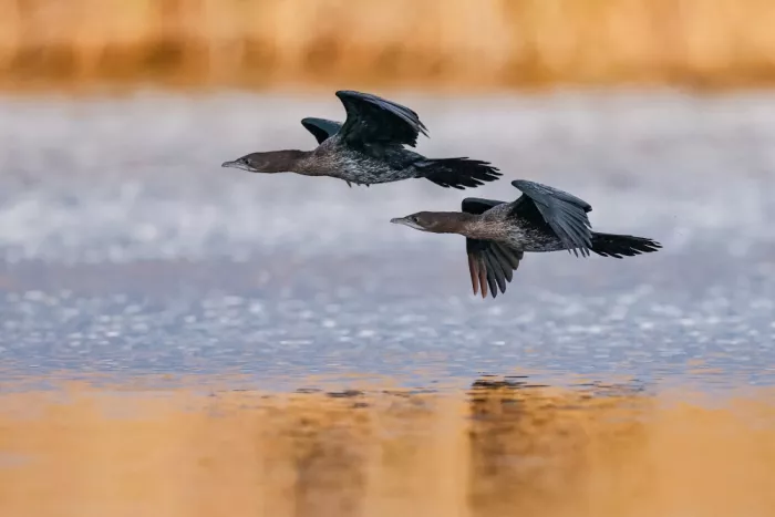 Manusevich, David: Pygmy cormorants