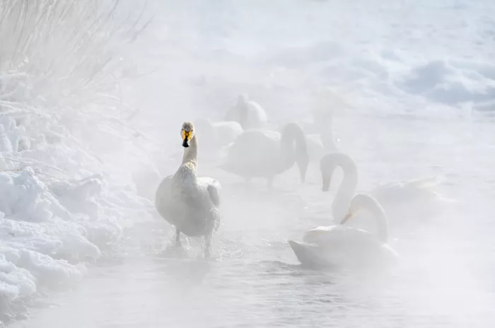 Li, Alex: Swans in hot springs