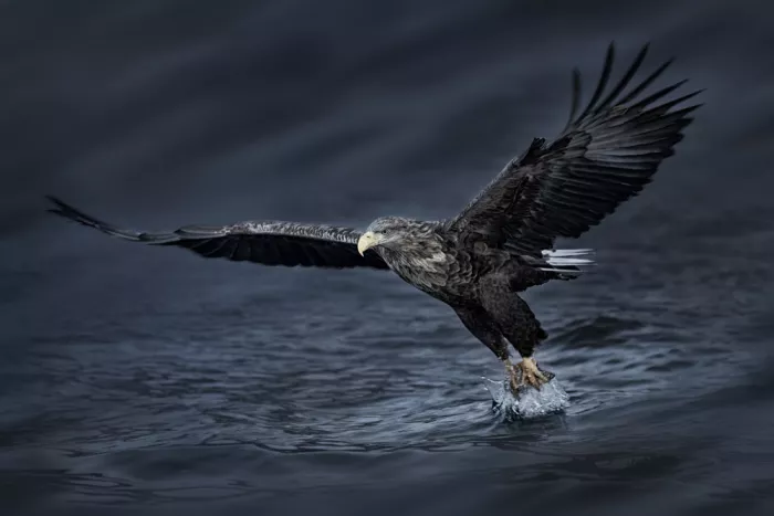 Zhao, Qing: Eagle on action