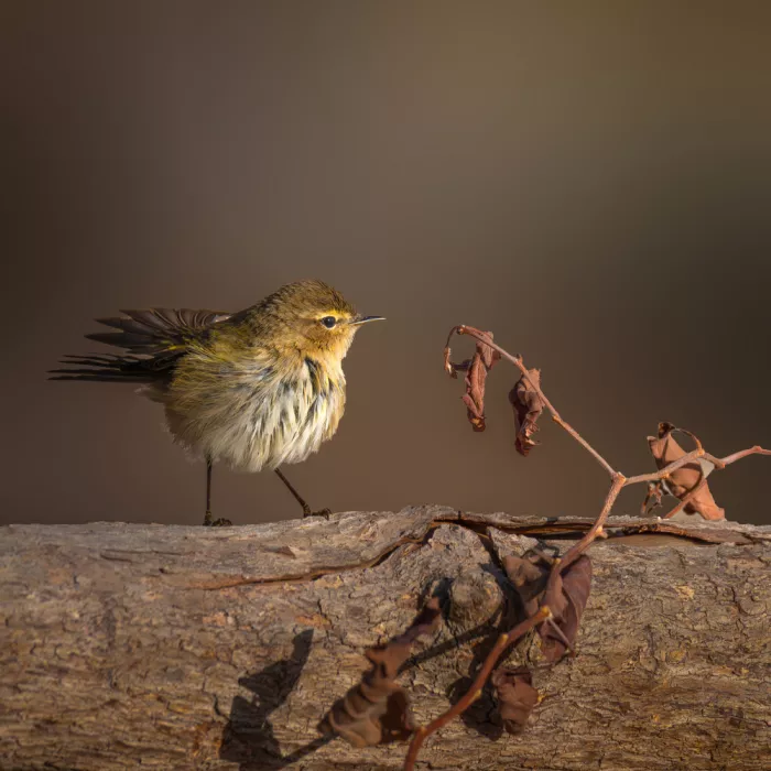 mahmoud, Adel: Common Chiffchaff