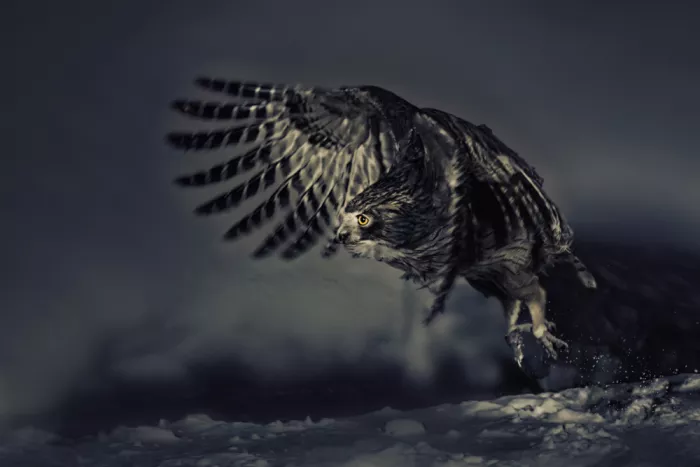 Zhao, Qing: Fish Owl on action