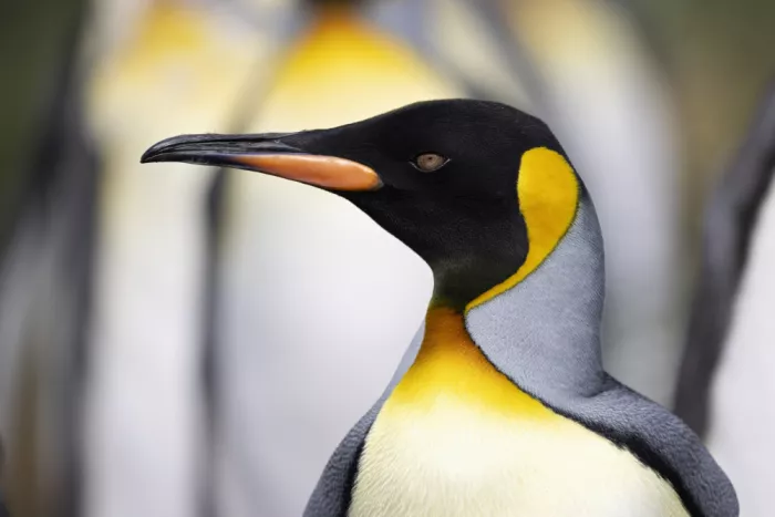Wolbers, Louise: King Penguin