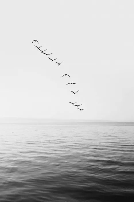 Pienaar, Kathrin: Flying Birds
