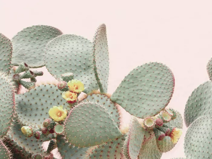 Pienaar, Kathrin: Blooming Cactus